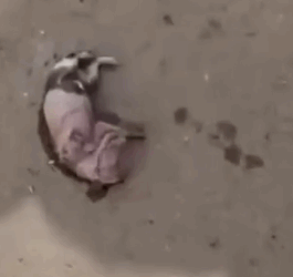 Part2 Animals Rescue #dogrescue #rescuedog #dogsofttiktok #foryoupage #foryou #dogs