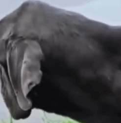 Part2 Animals Rescue #dogrescue #rescuedog #dogsofttiktok #foryoupage #foryou #dogs