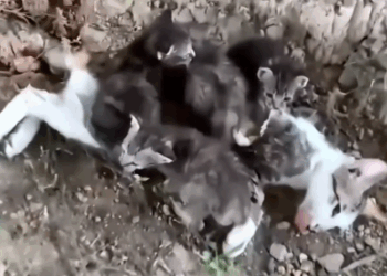 Part2 Animals Rescue #dogrescue #rescuedog #dogsofttiktok #foryoupage #foryou #dogs