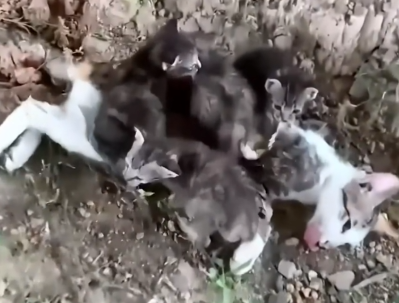 Part2 Animals Rescue #dogrescue #rescuedog #dogsofttiktok #foryoupage #foryou #dogs