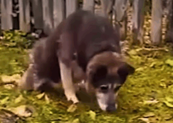 Part2 Animals Rescue #dogrescue #rescuedog #dogsofttiktok #foryoupage #foryou #dogs