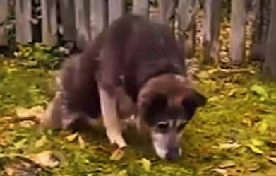 Part2 Animals Rescue #dogrescue #rescuedog #dogsofttiktok #foryoupage #foryou #dogs