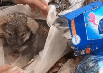 Part2 Animals Rescue #dogrescue #rescuedog #dogsofttiktok #foryoupage #foryou #dogs