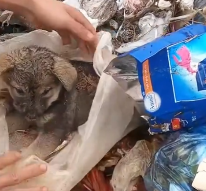 Part2 Animals Rescue #dogrescue #rescuedog #dogsofttiktok #foryoupage #foryou #dogs