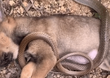 Part2 Animals Rescue #dogrescue #rescuedog #dogsofttiktok #foryoupage #foryou #dogs