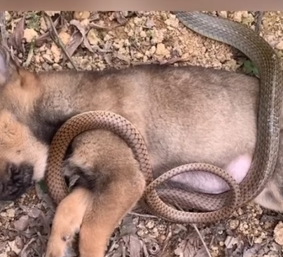 Part2 Animals Rescue #dogrescue #rescuedog #dogsofttiktok #foryoupage #foryou #dogs