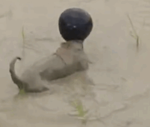 Part2 Animals Rescue #dogrescue #rescuedog #dogsofttiktok #foryoupage #foryou #dogs