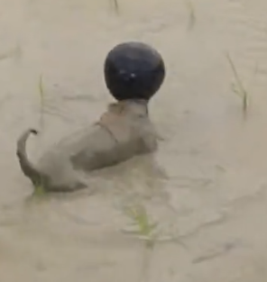 Part2 Animals Rescue #dogrescue #rescuedog #dogsofttiktok #foryoupage #foryou #dogs