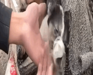 I don’t understand why people treat these two lovely puppies like that._part2