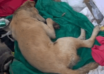 Part2 Animals Rescue #dogrescue #rescuedog #dogsofttiktok #foryoupage #foryou #dogs