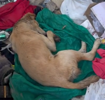 Part2 Animals Rescue #dogrescue #rescuedog #dogsofttiktok #foryoupage #foryou #dogs