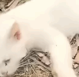 It was crying under the bridge all night_part2