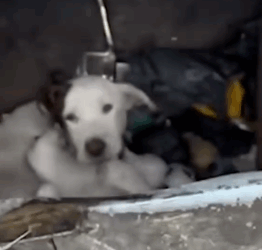 Mama was taking the best care of them she could — wait until the babies start_part2