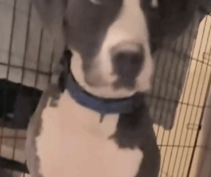 Part2 Animals Rescue #dogrescue #rescuedog #dogsofttiktok #foryoupage #foryou #dogs