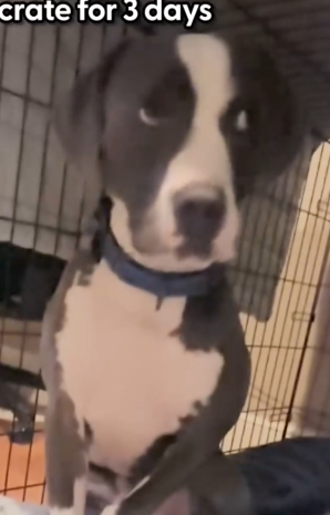 Part2 Animals Rescue #dogrescue #rescuedog #dogsofttiktok #foryoupage #foryou #dogs