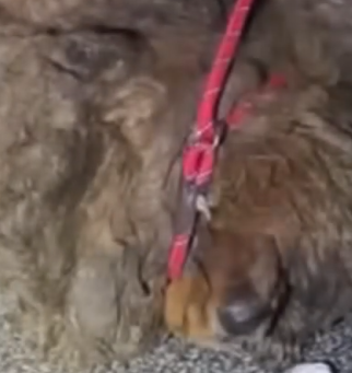 Part2 Animals Rescue #dogrescue #rescuedog #dogsofttiktok #foryoupage #foryou #dogs