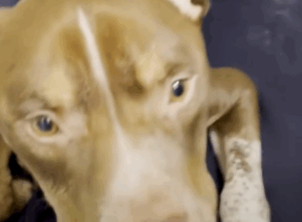 Part2 Animals Rescue #dogrescue #rescuedog #dogsofttiktok #foryoupage #foryou #dogs