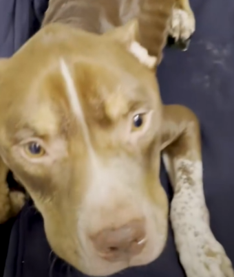 Part2 Animals Rescue #dogrescue #rescuedog #dogsofttiktok #foryoupage #foryou #dogs