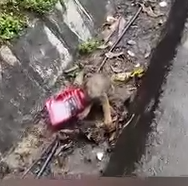 Part2 Animals Rescue #dogrescue #rescuedog #dogsofttiktok #foryoupage #foryou #dogs