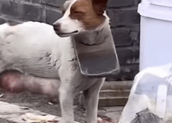 Part2 Animals Rescue #dogrescue #rescuedog #dogsofttiktok #foryoupage #foryou #dogs