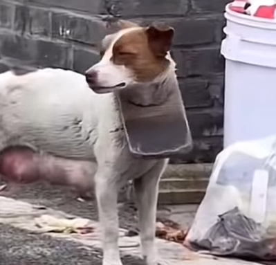 Part2 Animals Rescue #dogrescue #rescuedog #dogsofttiktok #foryoupage #foryou #dogs