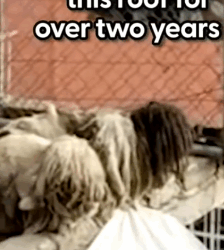 Part2 Animals Rescue #dogrescue #rescuedog #dogsofttiktok #foryoupage #foryou #dogs