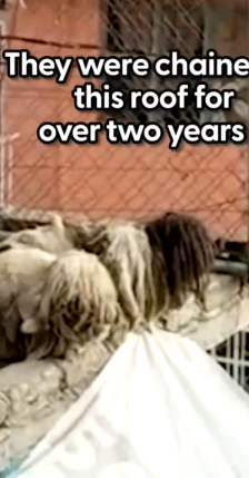 Part2 Animals Rescue #dogrescue #rescuedog #dogsofttiktok #foryoupage #foryou #dogs