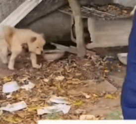 Part2 Animals Rescue #dogrescue #rescuedog #dogsofttiktok #foryoupage #foryou #dogs