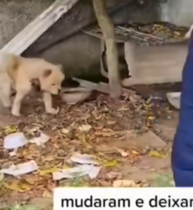 Part2 Animals Rescue #dogrescue #rescuedog #dogsofttiktok #foryoupage #foryou #dogs