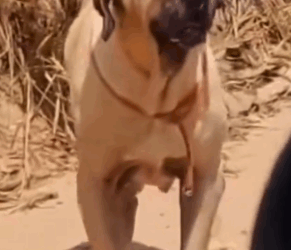 Part2 Animals Rescue #dogrescue #rescuedog #dogsofttiktok #foryoupage #foryou #dogs