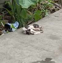 Part2 Animals Rescue #dogrescue #rescuedog #dogsofttiktok #foryoupage #foryou #dogs