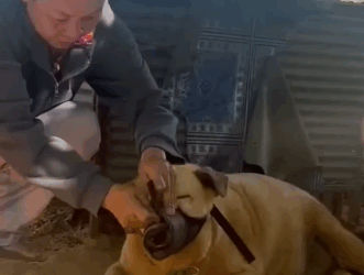 Part2 Animals Rescue #dogrescue #rescuedog #dogsofttiktok #foryoupage #foryou #dogs