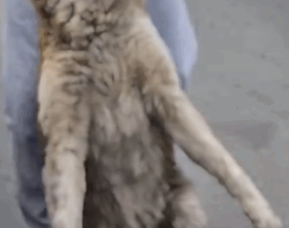 Part2 Animals Rescue #dogrescue #rescuedog #dogsofttiktok #foryoupage #foryou #dogs