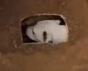 Part2 Animals Rescue #dogrescue #rescuedog #dogsofttiktok #foryoupage #foryou #dogs