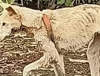 Part2 Animals Rescue #dogrescue #rescuedog #dogsofttiktok #foryoupage #foryou #dogs