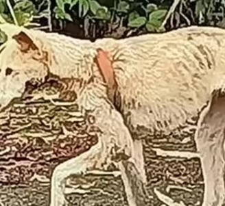 Part2 Animals Rescue #dogrescue #rescuedog #dogsofttiktok #foryoupage #foryou #dogs