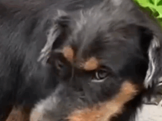 Part2 Animals Rescue #dogrescue #rescuedog #dogsofttiktok #foryoupage #foryou #dogs