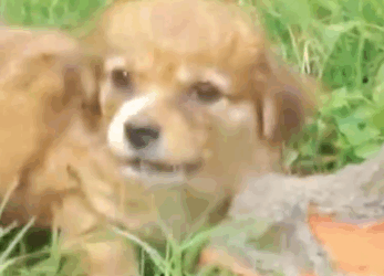 Part2 Animals Rescue #dogrescue #rescuedog #dogsofttiktok #foryoupage #foryou #dogs