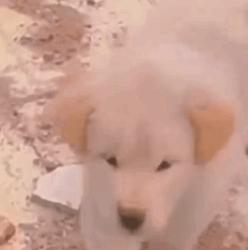 Part2 Animals Rescue #dogrescue #rescuedog #dogsofttiktok #foryoupage #foryou #dogs