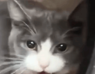 Part2 Animals Rescue #dogrescue #rescuedog #dogsofttiktok #foryoupage #foryou #dogs