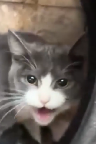 Part2 Animals Rescue #dogrescue #rescuedog #dogsofttiktok #foryoupage #foryou #dogs