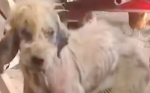 Part2 Animals Rescue #dogrescue #rescuedog #dogsofttiktok #foryoupage #foryou #dogs