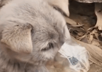 Part2 Animals Rescue #dogrescue #rescuedog #dogsofttiktok #foryoupage #foryou #dogs