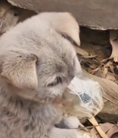 Part2 Animals Rescue #dogrescue #rescuedog #dogsofttiktok #foryoupage #foryou #dogs