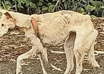 Part2 Animals Rescue #dogrescue #rescuedog #dogsofttiktok #foryoupage #foryou #dogs