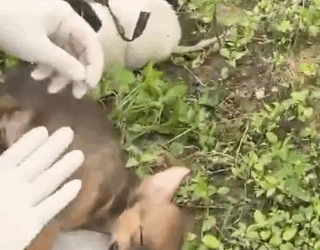 Part2 Animals Rescue #dogrescue #rescuedog #dogsofttiktok #foryoupage #foryou #dogs