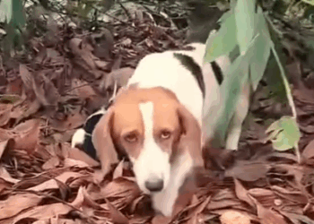 Part2 Animals Rescue #dogrescue #rescuedog #dogsofttiktok #foryoupage #foryou #dogs