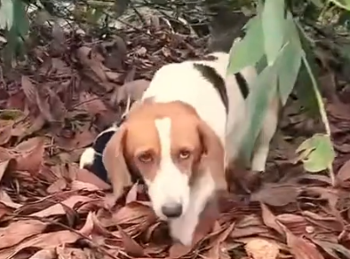 Part2 Animals Rescue #dogrescue #rescuedog #dogsofttiktok #foryoupage #foryou #dogs