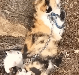 Part2 Animals Rescue #dogrescue #rescuedog #dogsofttiktok #foryoupage #foryou #dogs