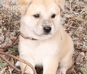 I found this little dog chained in the corner of the firewood storage_part2